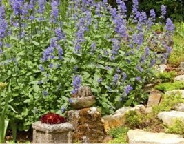 20 Heirloom Catnip Plant Catnip Seeds - $10.10