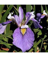 Enfant Prodig Iris  (Iris versata) Aquatic Pond Live Plant FREE SHIPPING... - $24.43 CAD