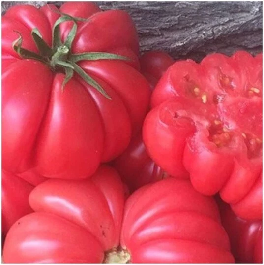 Perfect for Borders 15 Mushroom Basket Heirloom Tomato  NONGMO Indetermi... - $72.50 MXN