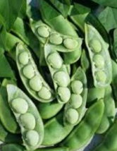 25 Pc Seeds Henderson&#39;s Bush Lima Beans Vegetable, Beans Seeds for Plant... - £8.39 GBP
