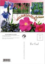 Alaska Wildflowers Fireweed, Iris, Lupine Sitka Rose Violet Flowers VTG Postcard - £7.36 GBP