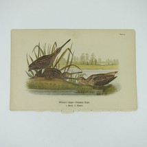 Bird Litho Print After John James Audubon Wilson&#39;s &amp; Common Snipe Antique 1890 - £16.07 GBP