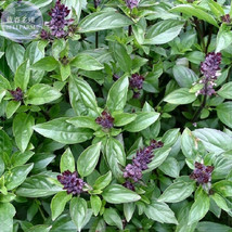 BELLFARM Heirloom Cinnamon Basil Seeds, 20 Seeds, a must for your garden and you - £2.78 GBP