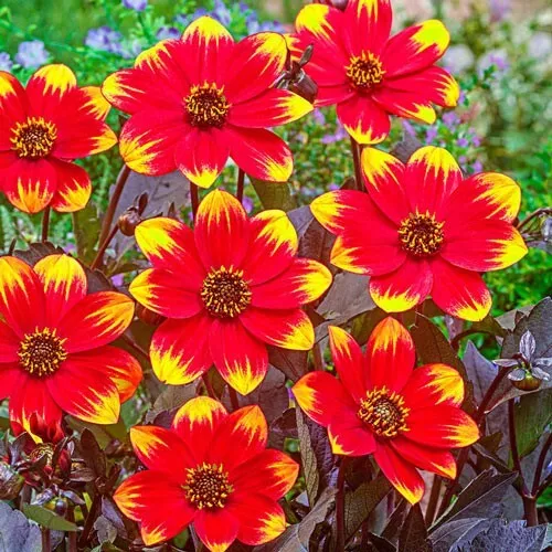 1 - DAHLEGRIA BICOLOR Dahlia Flower Bulb Tuber Clump - BRIGHT DAISY LIKE... - $44.91 CAD