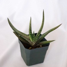 Lawyers Tongue Bredasdorp Gasteria New Fast Shipping - $36.40