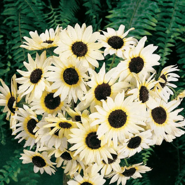 Sunflower Italian White Small Great For Cutflowers Non Gmo Hummingbirds 50 Seeds - £7.95 GBP