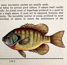 Bluegill 1939 Fresh Water Fish Art Gordon Ertz Color Plate Print PCBG20 - £23.59 GBP