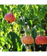 Abutilon Pictum Flowering Nabob &amp; Parlour Maple 10 Seeds - £13.74 GBP