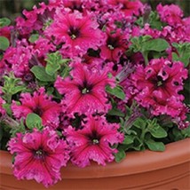 US Seller 30 Petunia Grandiflora Expresso Frappe Rose Flower Seeds Fresh... - $14.98