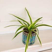 Spider Plant in Colorful Ceramic Planter, Live House Plant, Chlorophytum comosum - £15.17 GBP
