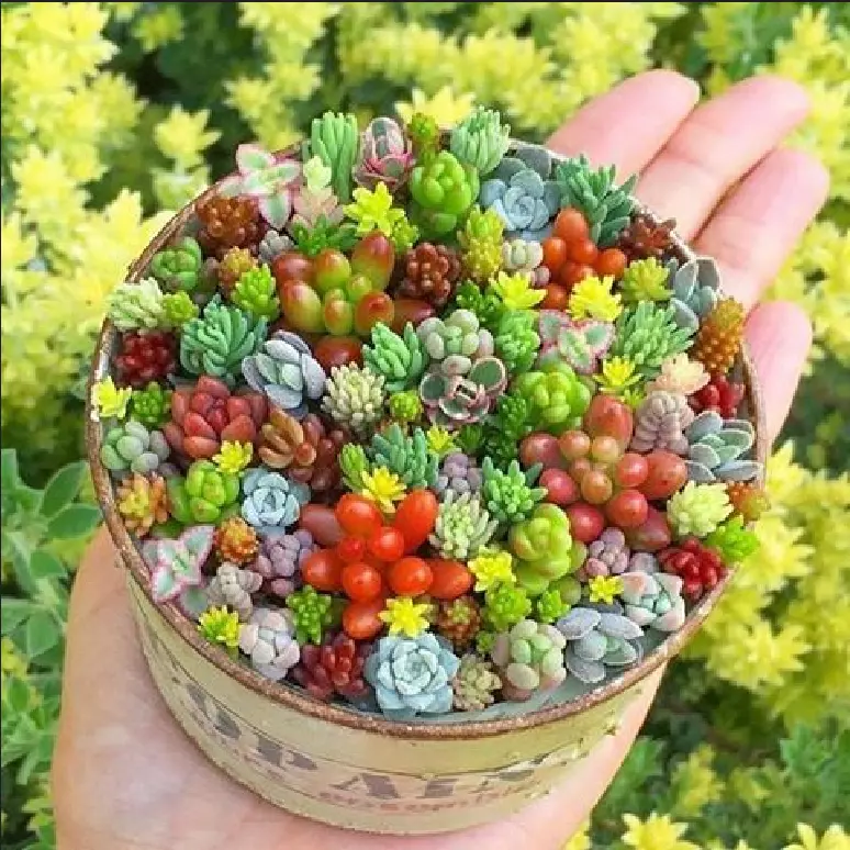 200pcs Rare Mixed Succulent Seeds - Beautiful and Colorful Varieties. - $10.98
