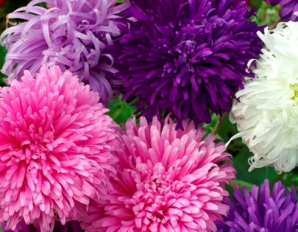 GIANT CALIFORNIA ASTER FLOWER SEEDS  50 FRESH SEEDS - $6.31