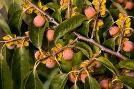 2 American Persimmon Tree Seedlings (12&quot;–16&quot;) – Native Diospyros virginiana - $44.00