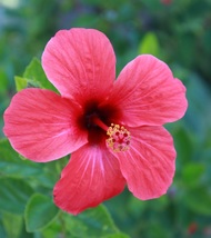 Magenta Fuchsia Hibiscus Starter Live Plant Beautiful - £11.39 GBP