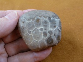 (F831-359) 2&quot; unpolished Petoskey stone fossil coral specimen MI state rock - £15.45 GBP