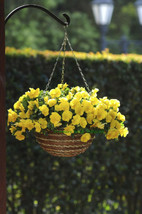 Simple Pack 5 seed  Pansy trailing winter ing cool wave golden yellow - £6.61 GBP