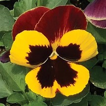 Pansy Pansy Matrix Red Wing 25 Extra Large Flowers Fresh Seeds USA Seller - £12.35 GBP