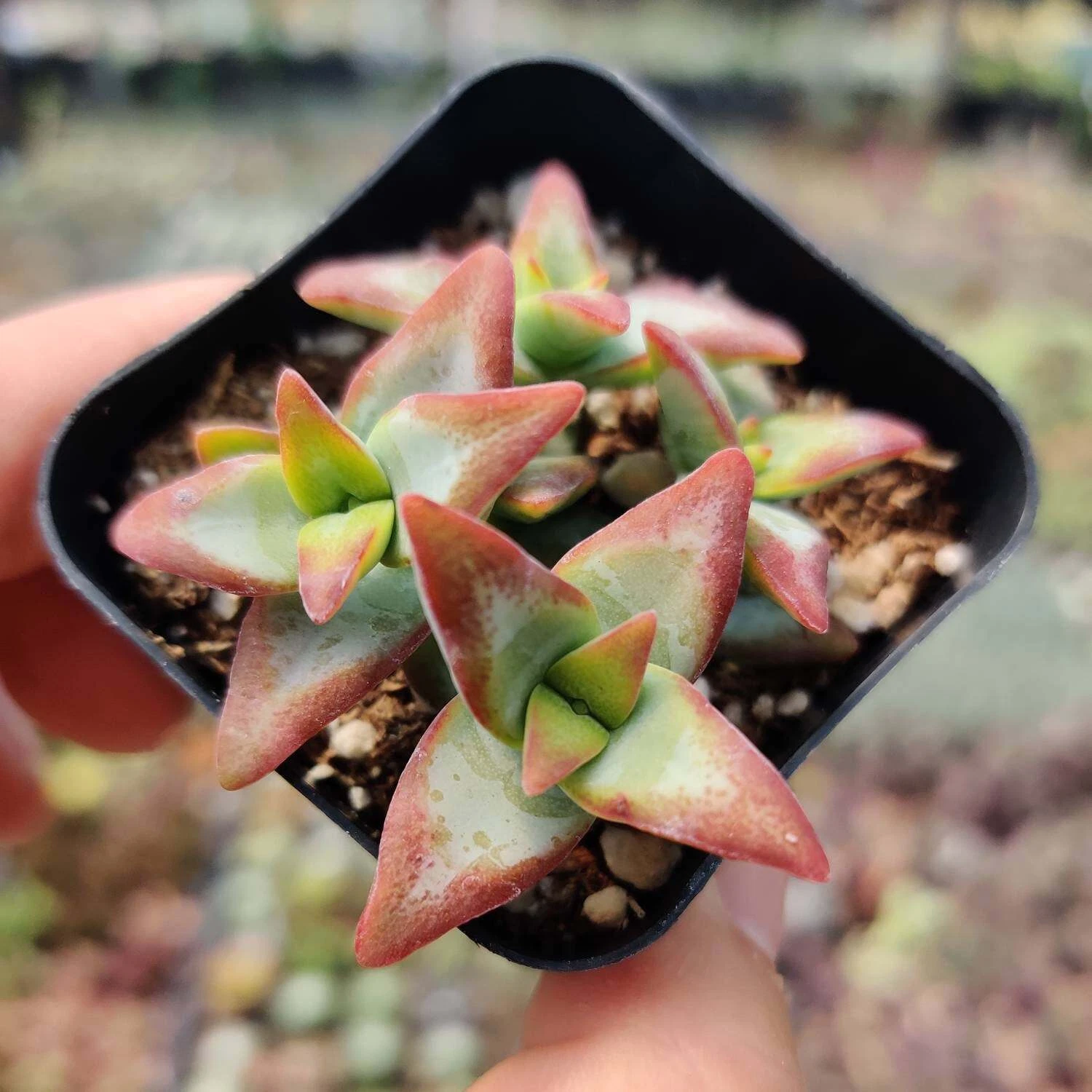 2&quot;pot Crassula Conjuncta - $15.37
