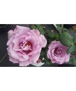 Angel Face Floribunda 2 Gal Mauve Lavender Bush Plants Shrub Plant Fine ... - $812.70 MXN