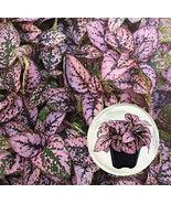 Hypoestes perennial pink polka dot 4 pack starter plants - $55.00