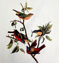 Painted Bunting Bird Lithograph 1950 Audubon Antique Art Print Finches D... - $29.99