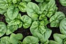 100 Bloomsdale Spinach Seeds Non-GMO Organic Heirloom  - £7.50 GBP