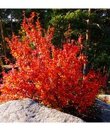 Autumn Brilliance Serviceberry- Red Fall Color-Spring Flowers- Delicious... - $27.67+