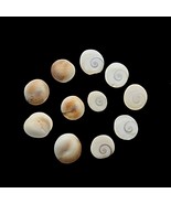 11pc Natural White Round Gomti Chakra River Stones - $9.50