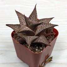 Succulent Live Plant - Haworthia Venosa Tessellata - In 2&quot; pot - $124.22 MXN
