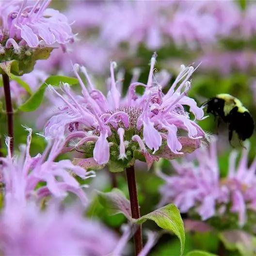 BEE BALM WILD BERGAMOT Perennial  200 Seeds  Bees Hummingbirds Non-GMO - £7.83 GBP