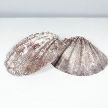 Pair Of Large 5.5” Atlantic Scallop Shells Seashell - $14.84