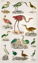 12969.Room Decor Poster.Home Wall art.1774 vintage animal illustration.Flamingo - £12.94 GBP+