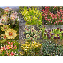 20 SEEDS Leucadendron Mix Seeds Garden Ornamental Plants GIM - £42.00 GBP