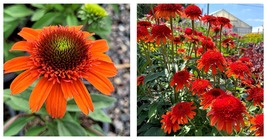 New 100 Seeds Moab Sunset Coneflower Echinacea Perennial Flowers Garden - £25.93 GBP