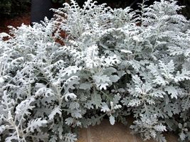Senecio cineraria Silver Dusty Miller Ornamental Herb Plants, mosquito r... - £8.78 GBP