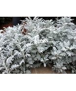Senecio cineraria Silver Dusty Miller Ornamental Herb Plants, mosquito repellent - £8.75 GBP