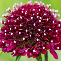From US 50 Scabiosa Seeds - FIRE KING Flower Seeds- USA Grown -Non GMO - $8.78