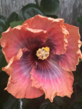 20 Pc Seeds Orange Pink Hibiscus Flowerm Plant, Hibiscus Seeds for Planting | RK - £15.10 GBP