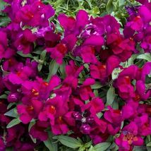 Item image 1 image 1