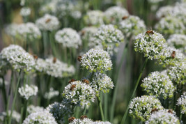 Mountain Mint {Pycnanthemum Virginianium} 100 Seeds Us - £6.62 GBP