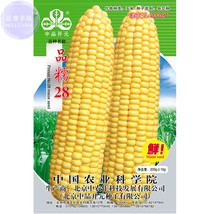 Ping Nuo 28 Yellow Glutinous Corn Seeds Approx 200 Grams Pack Fragrant Sweet Cor - $35.98