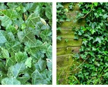 30 seeds English Ivy (Hedera helix), Fresh Garden - £23.56 GBP