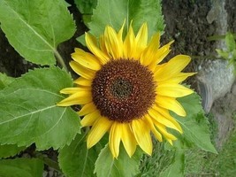 SKM Ring Of Fire Sunflower 10 Seeds Easy to Grow - $205.91 MXN