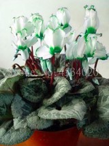 Cyclamen Flower Seeds White Semi-double Flowers with Green Damask Edge - $8.98