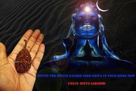 Ek Mukhi Rudraksha One Face Rudraksh Sacred Divine Rare Bead with twig - £1,121.35 GBP