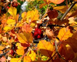 Rhus Trilobata (Skunkbush Sumac) 20 seeds - £1.49 GBP