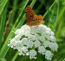 200 + Biologico Regina Anna&#39;s Pizzo Semi ~ Carota Selvatica *Gratis US - $4.89