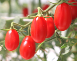 G_S Cupid Hybrid Tomato Seeds - $8.19