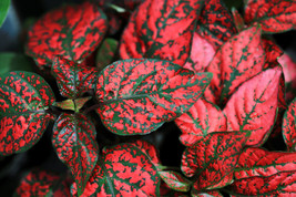 10 Dwarf Red Polka Dot Plant Splash Select Hypoestes Phyllostachya Flower SeedsF - £7.81 GBP