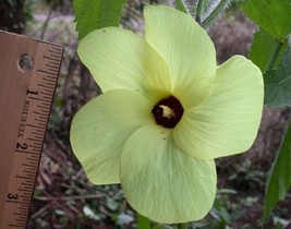 AW Abelmoschus Moschatus 20 Seeds Hibiscus S Fragrant Musk Mallow Musk O... - $9.50